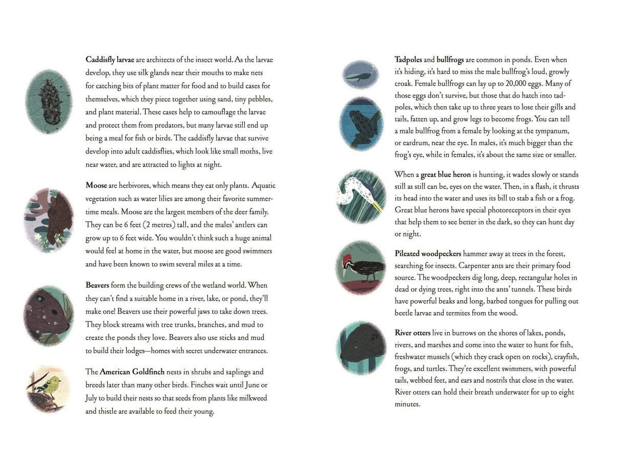 Over and Under the Pond book cover showing underwater pond life and forest animals in a colorful nature scene.