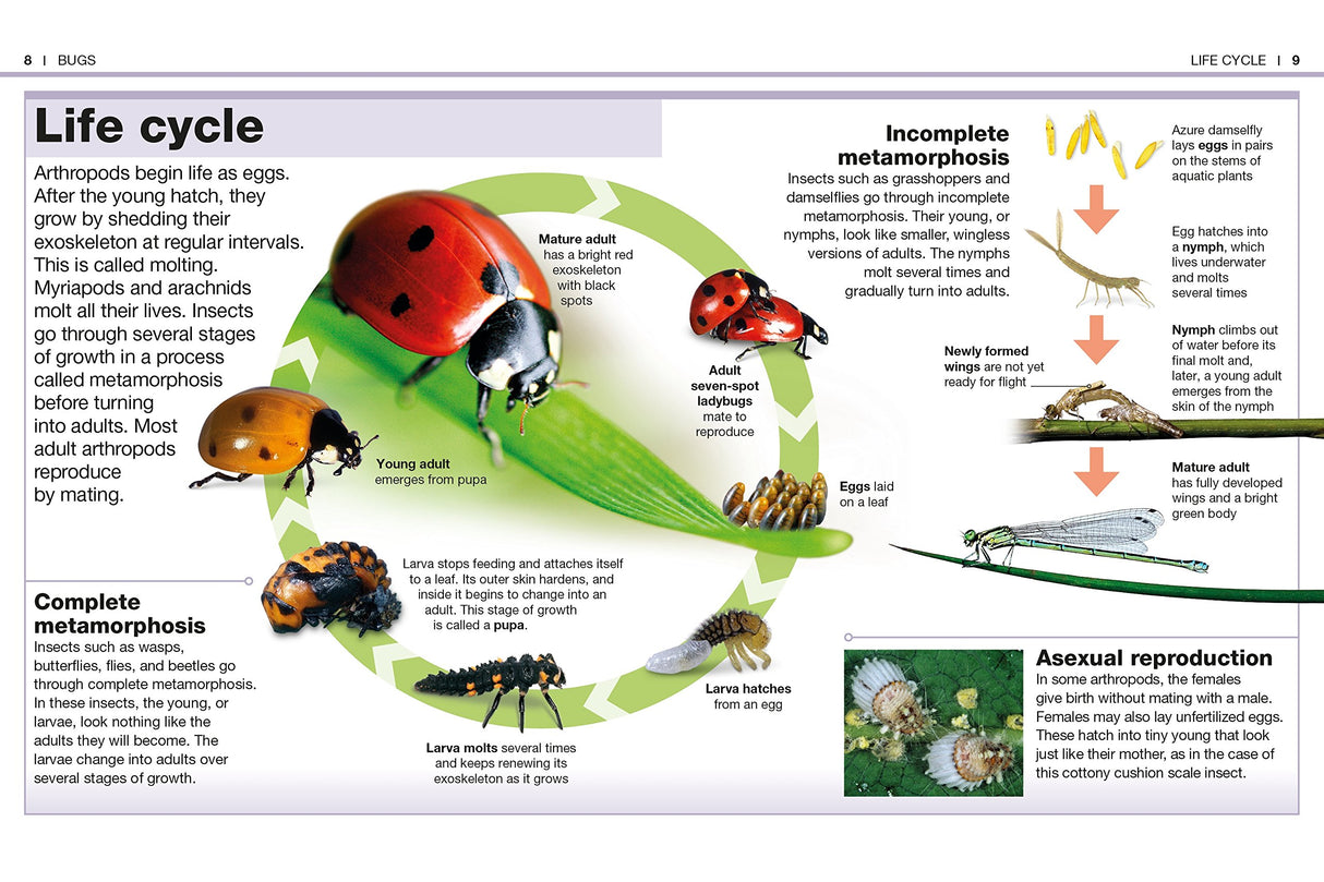Pocket Genius Bugs showing the life cycle of ladybugs, dragonflies, and insects with illustrations and descriptions.