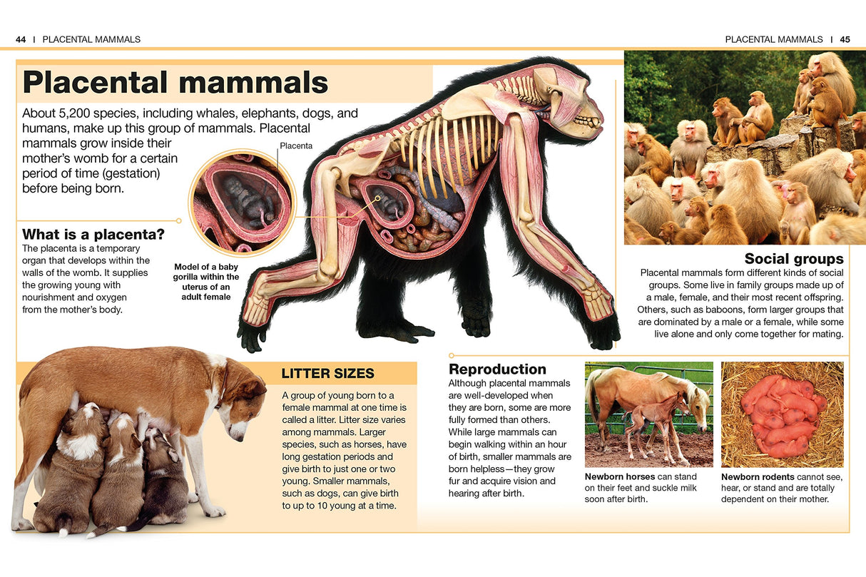 Pocket Genius Mammals showing placental mammals anatomy, social groups, reproduction, and litter size facts with illustrations.