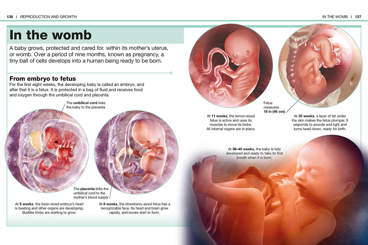 Pocket Genius Human Body shows detailed fetal development stages inside the womb with clear illustrations and descriptions.