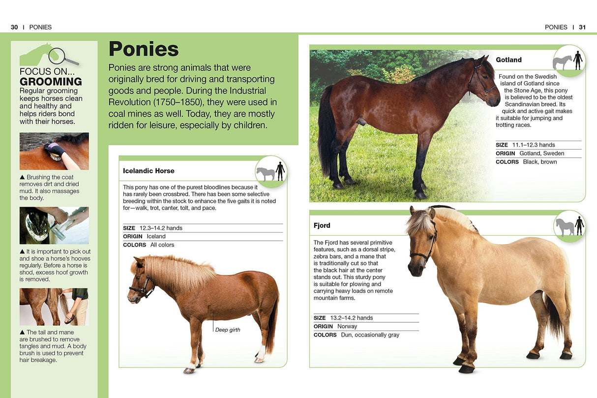 Pocket Genius Horses showing detailed pages on ponies, including Icelandic Horse and Fjord breed descriptions and grooming tips.