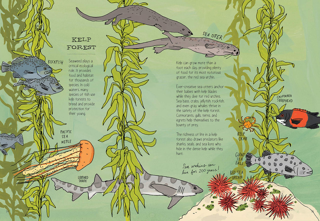 Ocean Anatomy illustration showing sea creatures, kelp forest, and ocean life with labeled species in a detailed underwater scene.