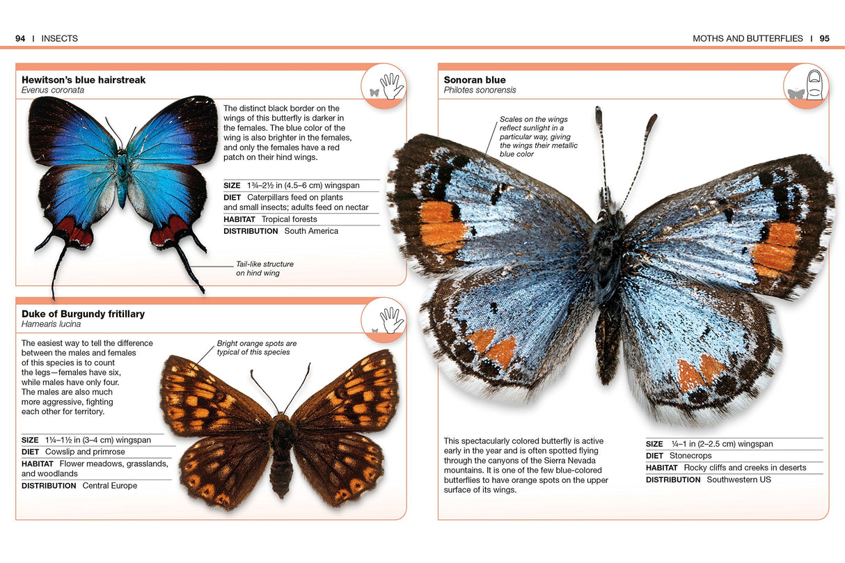 Pocket Genius Bugs paperback showing detailed butterfly species with facts, images, and descriptions for children aged 8-12.