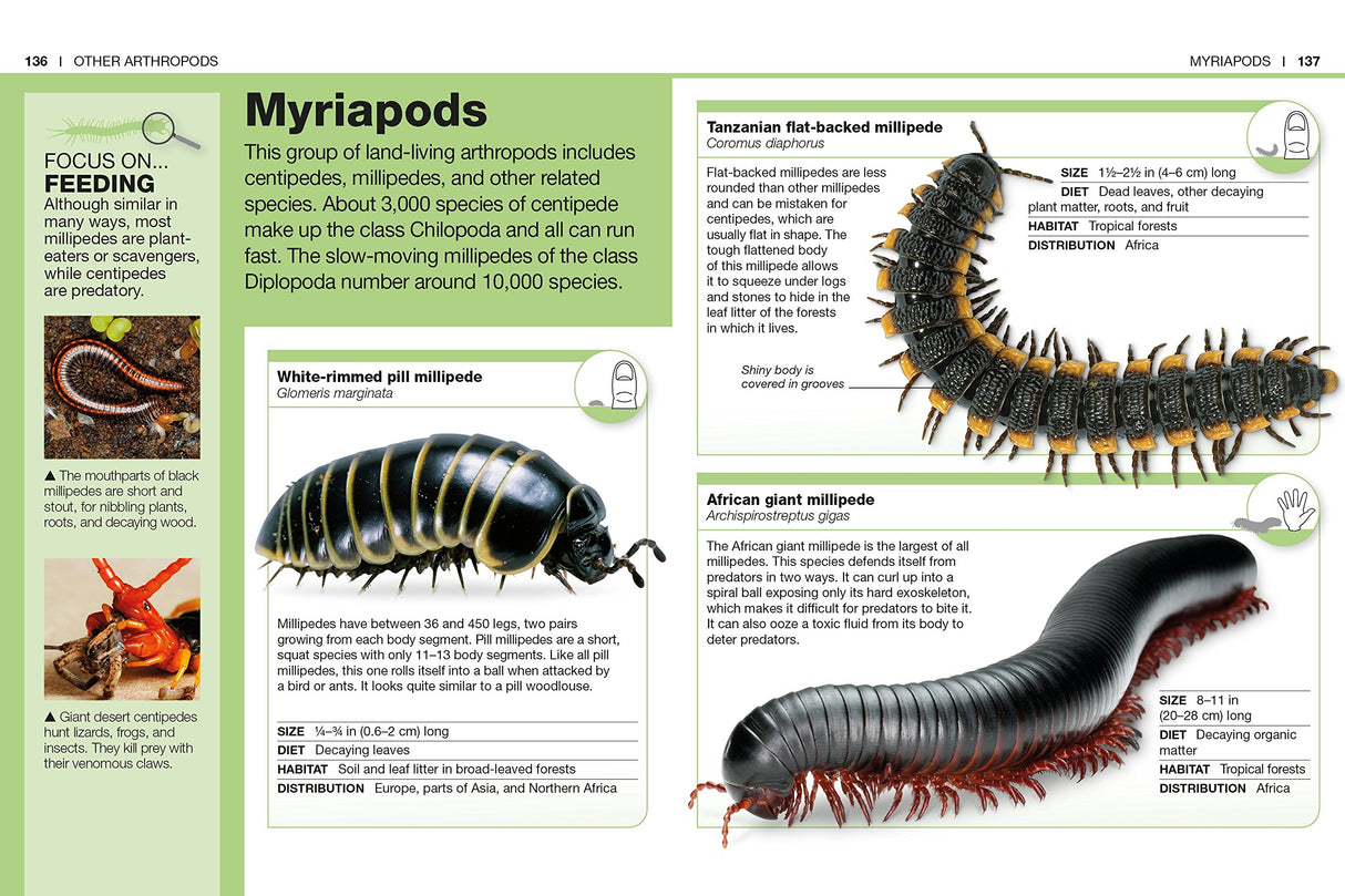 Pocket Genius Bugs open to Myriapods page showing illustrated millipedes and facts on inches, habitat, and diet.