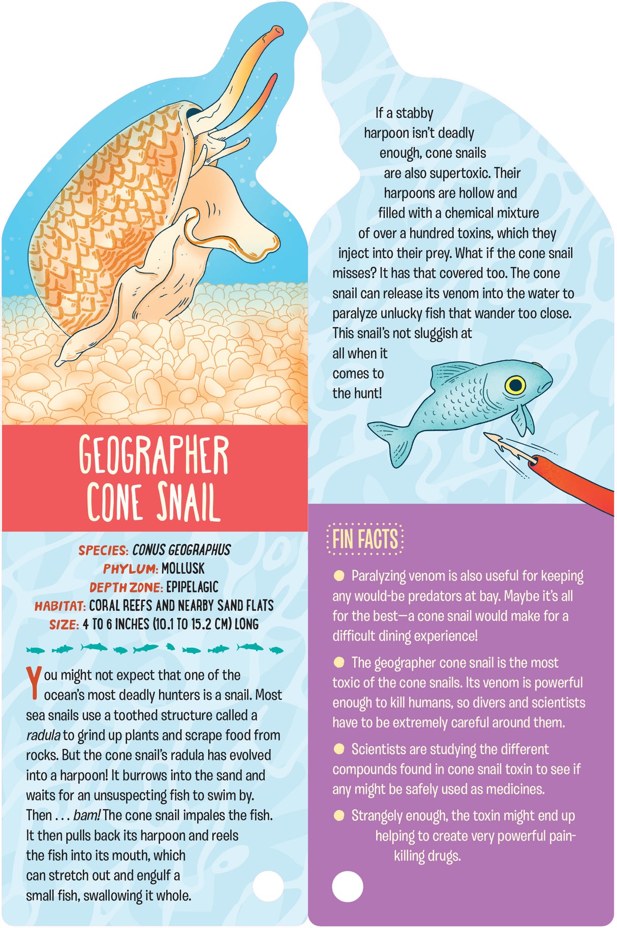Fandex Kids: Ocean card featuring Geographer Cone Snail with facts about its venom and habitat.