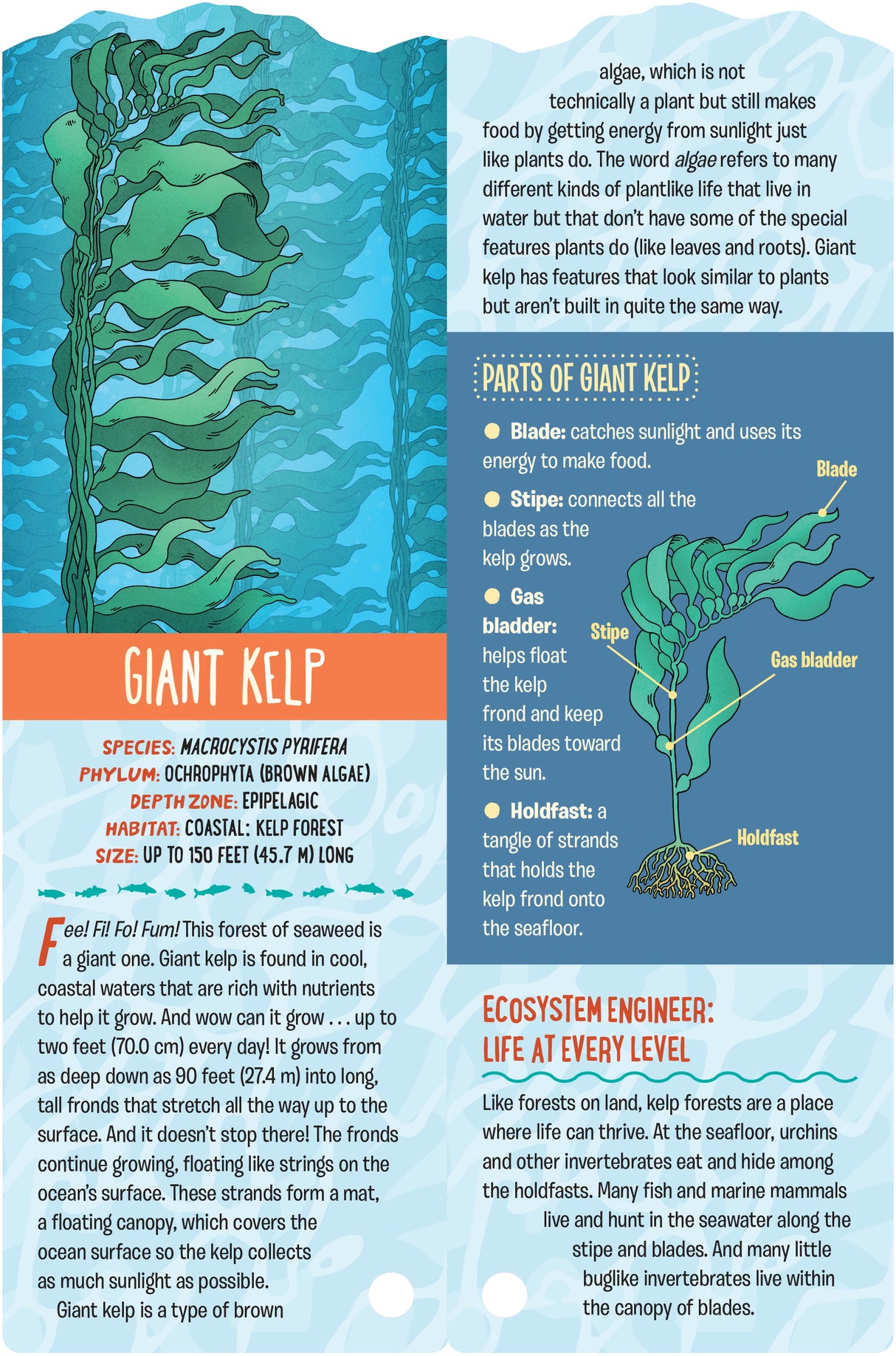 Fandex Kids: Ocean card featuring giant kelp with detailed parts and ocean ecosystem facts for kids ages 8 and up.