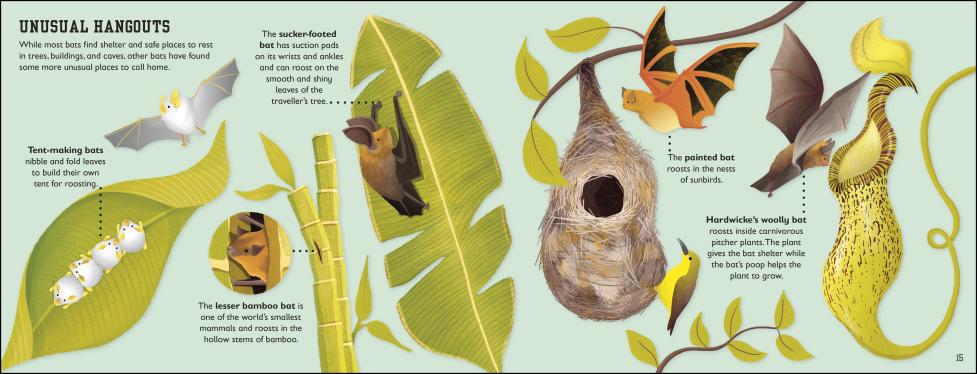 The Bat Book showing colorful illustrations and facts about various bats and their unique habitats and behaviors.
