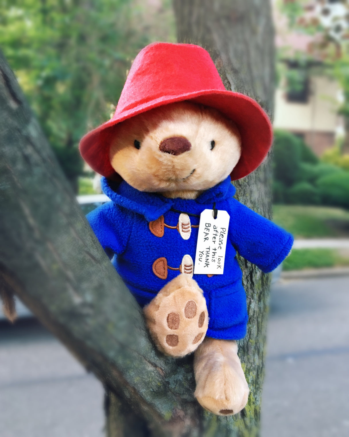 Paddington plush bear wearing red hat and blue coat with "Please, look after this bear" tag sitting on a tree branch.