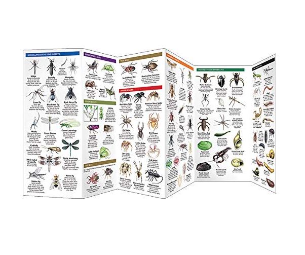 Pocket Bugs & Slugs laminated folding guide showing detailed illustrations of various insects and invertebrates for easy identification.
