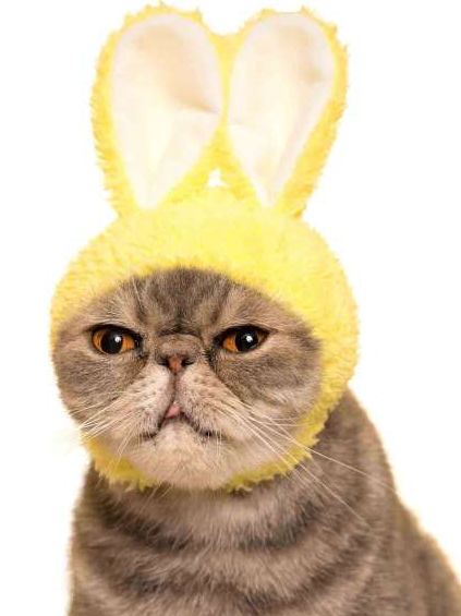 Cat wearing a yellow bunny cap from the Cat Cap Blind Box | Rabbit series, with soft ears and a secure fit.