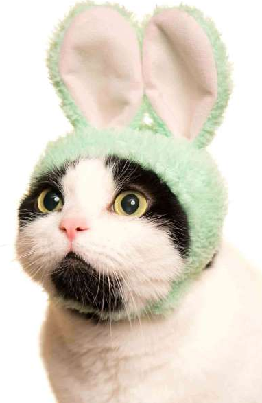 Cat wearing a soft bunny ear hat from the Cat Cap Blind Box | Rabbit series, designed for a secure and comfy fit.