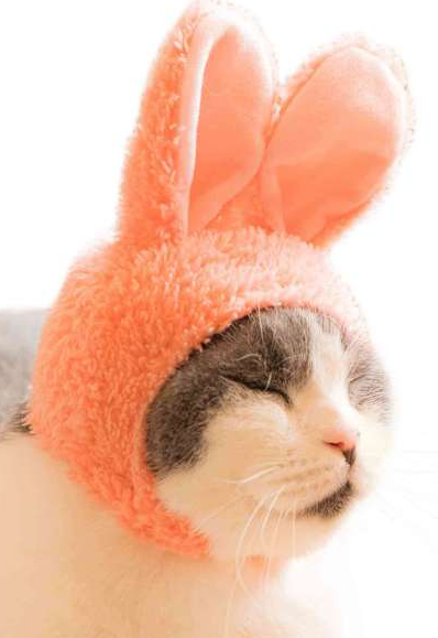 Cat Cap Blind Box | Rabbit featuring a cat wearing a soft pink bunny ear cap with a secure bottom strap.