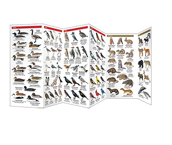 Pocket Maine Wildlife Guide showing detailed illustrations of various birds and mammals in a folding laminated format.
