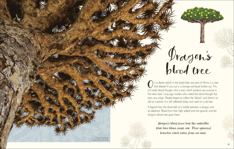 Dragon blood tree close-up with description of its name in Wonders of Nature book for kids and adults.