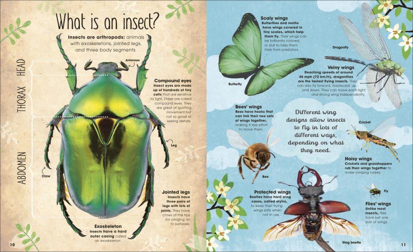 Brilliant Book of Bugs showing colorful insect anatomy and wing types with detailed illustrations for young entomologists.