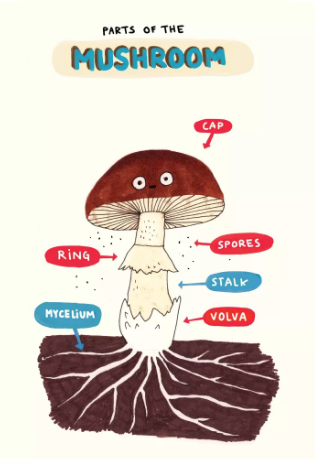 The Mushroom Fan Club illustration showing labeled parts of a whimsical mushroom with cap, stalk, ring, spores, volva, and mycelium.