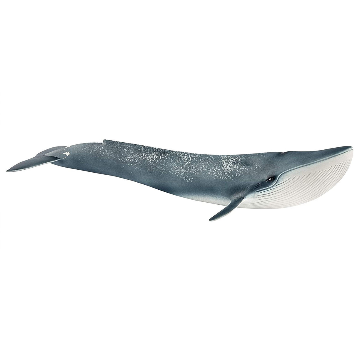 Blue Whale model showing detailed features of the largest mammal, perfect for kids aged 3-8 years.