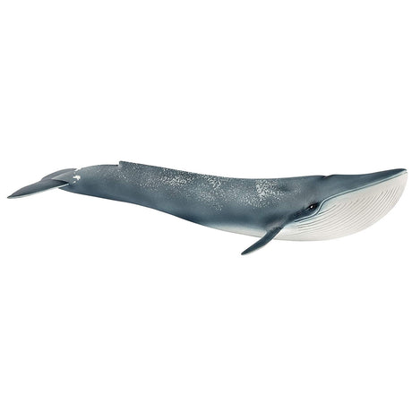 Blue Whale model showing detailed features of the largest mammal, perfect for kids aged 3-8 years.