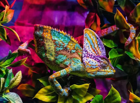 500pc Chameleon Puzzle