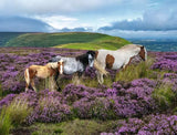 2000pc Wild Horses in the Heather Puzzle