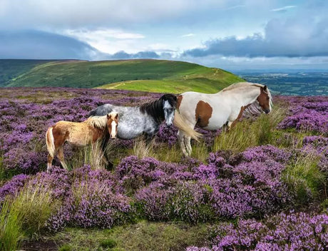 2000pc Wild Horses in the Heather Puzzle