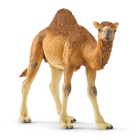 Dromedary model with one hump standing upright, detailed and realistic representation of a one-humped camel.