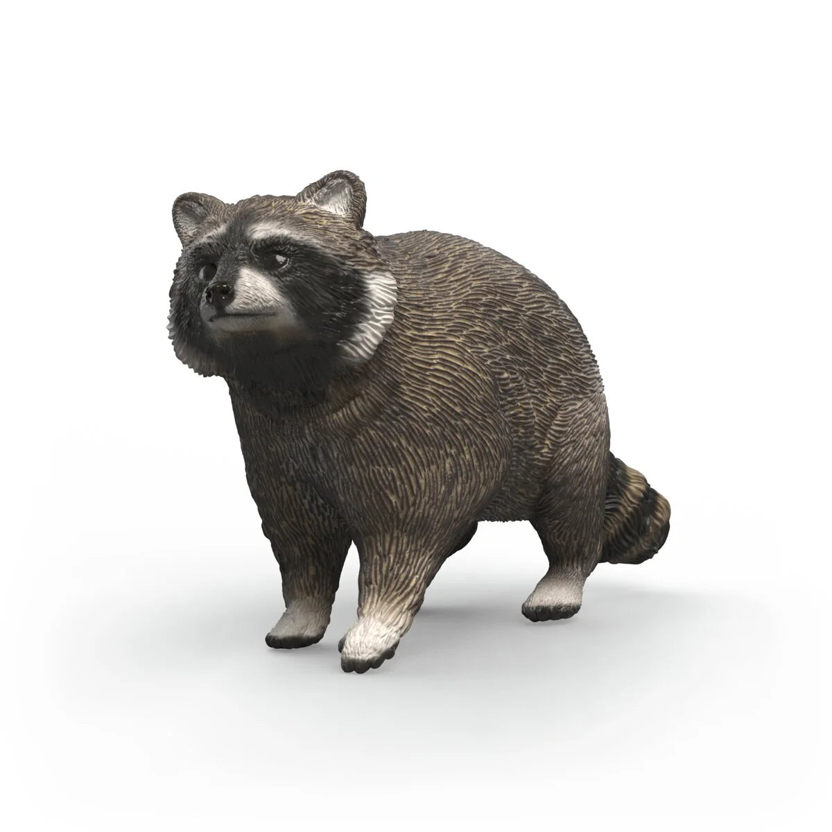 Raccoon