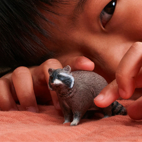 Raccoon