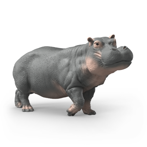 Hippopotamus