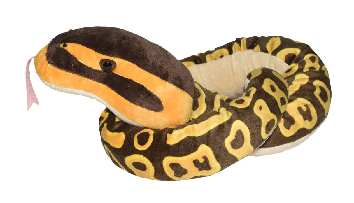 Ball Python Snake