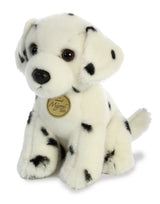 Dalmation Pup