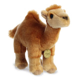 Dromedary Camel