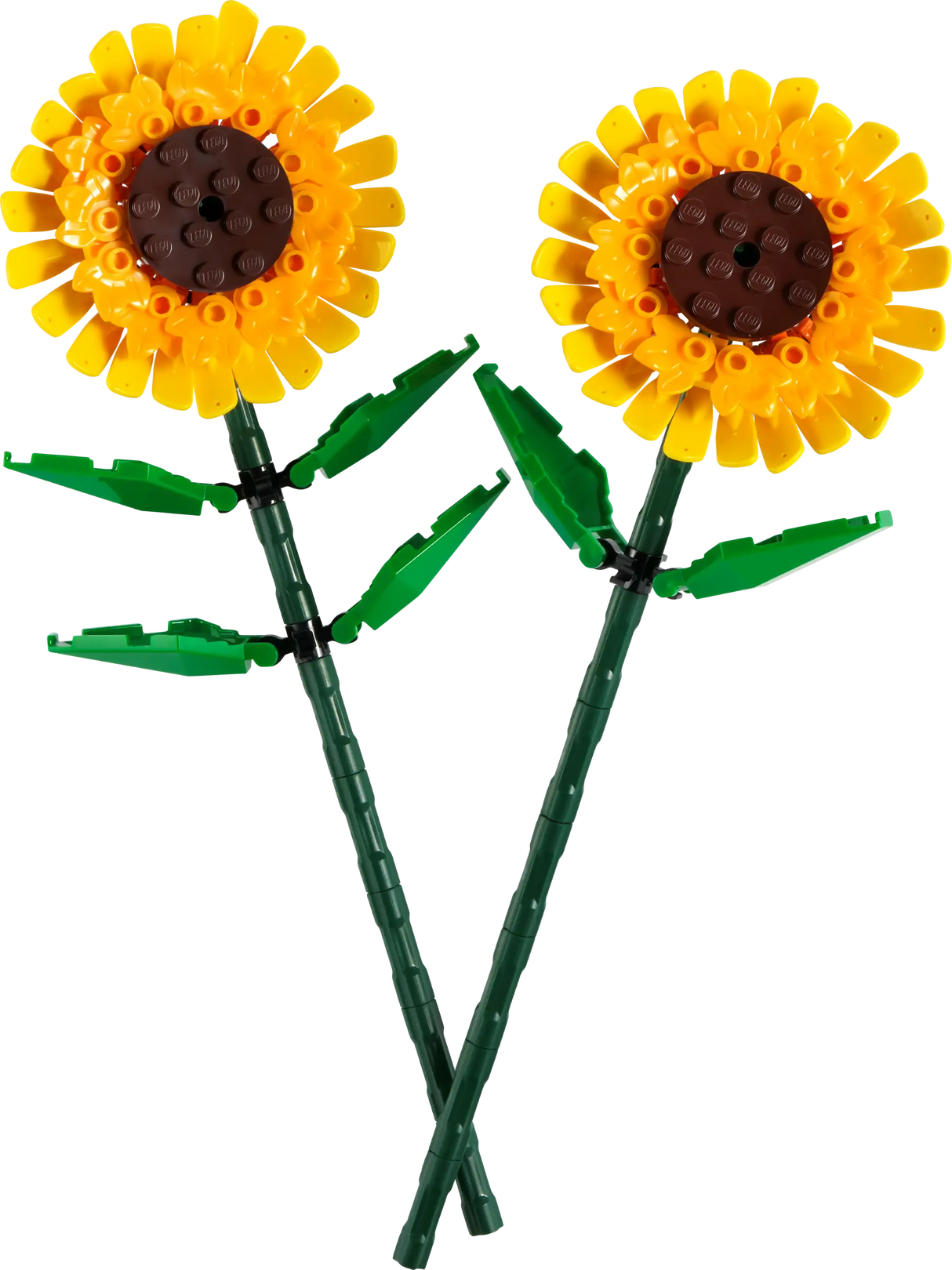 Flowers Sunflowers