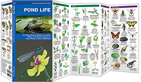 Pocket Pond Life Guide showing illustrated species of plants, insects, and wildlife found near ponds, lakes, and wetlands.
