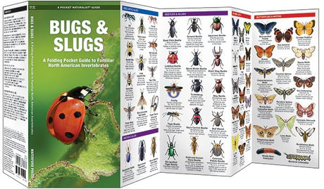 Pocket Bugs & Slugs folding pocket guide showing illustrated bugs, beetles, spiders, and butterflies for easy identification.