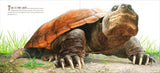 The True and Lucky Life of a Turtle