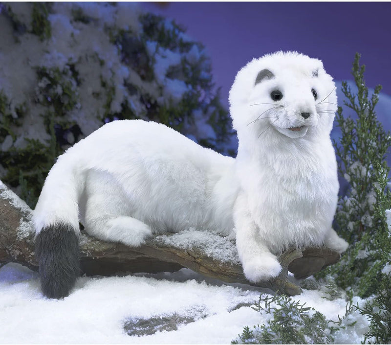 White ermine with black-tipped tail resting on snowy branch in a winter forest setting