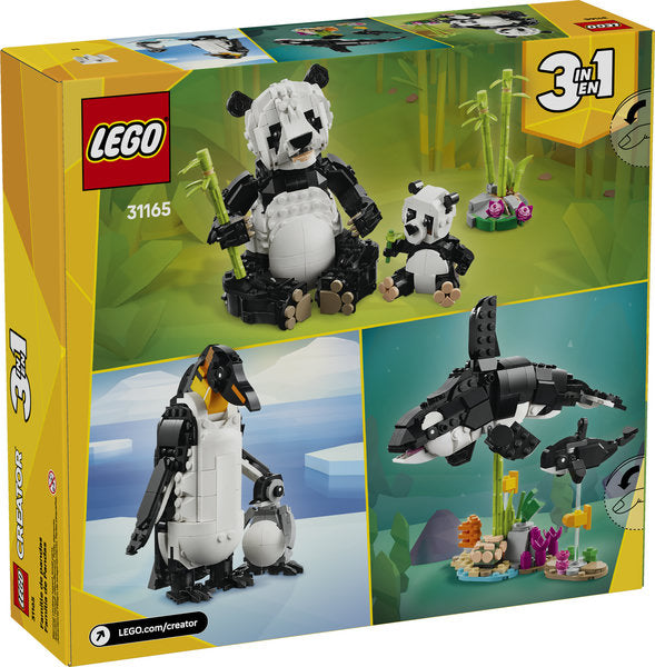 panda The Giant Panda's Bamboo Home – What Are the Pandas Up to in Their
