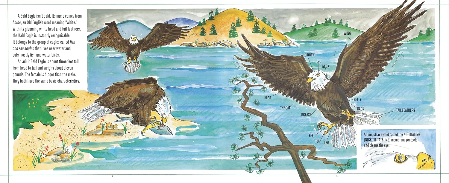 Bald Eagles – Treehouse Toys