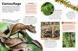 Open book showing information and images about camouflage animals blending into rainforest leaves and branches.