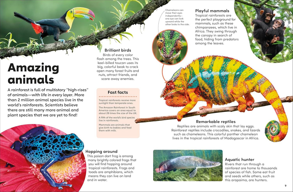 Colorful rainforest animals including a toucan, chameleon, poison dart frog, and monkeys in a lush jungle setting