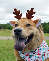 Deer Ears Headband on happy dog outdoors, featuring soft brown antlers and white inner ears on a flexible band.