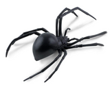 Black Widow Spider