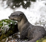 River Otter