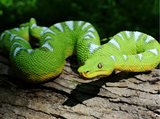 Emerald Tree Boa