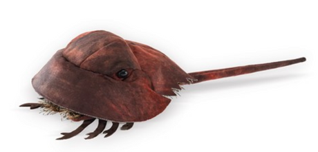 Horseshoe Crab Puppet made of suede cloth with pine needle fringe and stiff tail, a lifelike marine arthropod glove puppet.