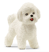 Bichon Frise