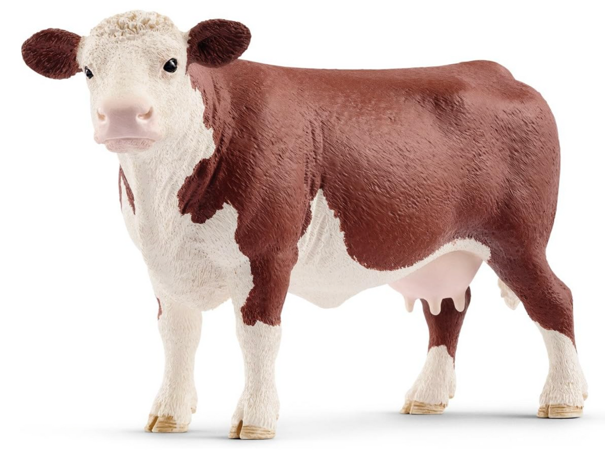 Cow Hereford