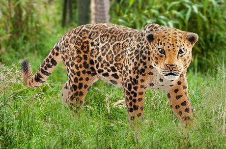 Jaguar plush toy with detailed coat spots and friendly face, perfect for kids aged 3 and up.