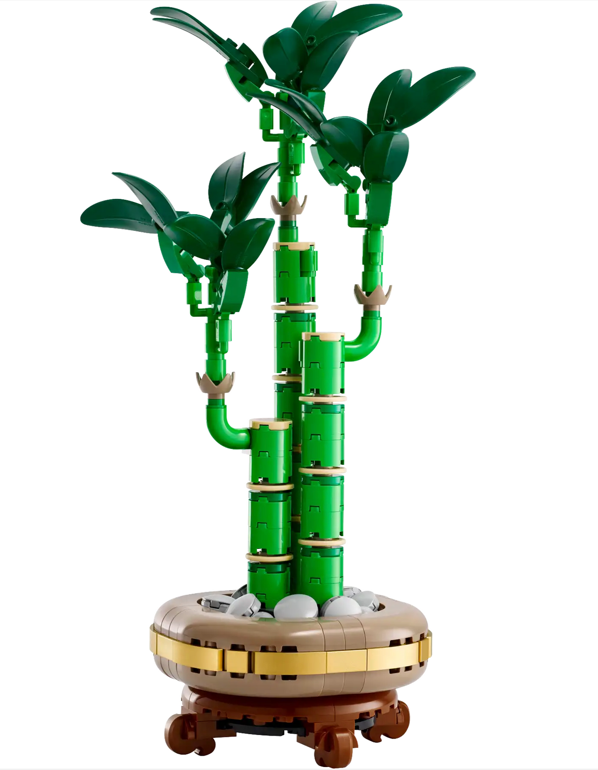 Botanicals Lucky Bamboo